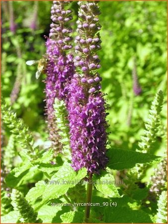 Teucrium hyrcanicum