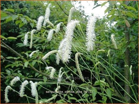 Sanguisorba obtusa &#39;Alba&#39;