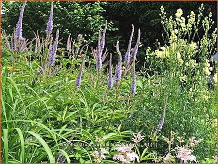 Veronicastrum virginicum &#39;Amethyst&#39;