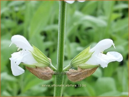 Salvia officinalis &#39;Albiflora&#39;