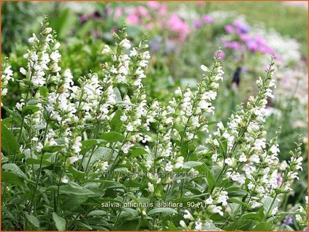 Salvia officinalis &#39;Albiflora&#39;