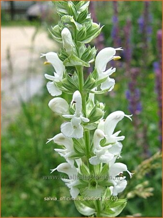 Salvia officinalis &#39;Albiflora&#39;