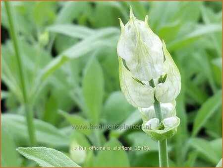 Salvia officinalis &#39;Albiflora&#39;