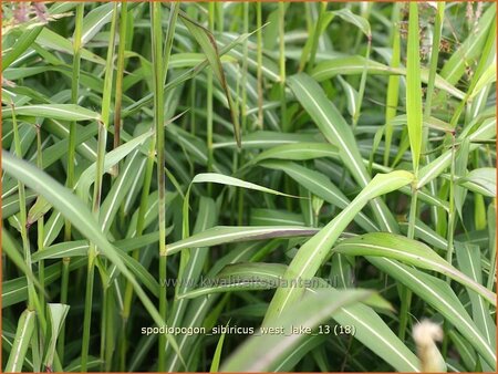 Spodiopogon sibiricus &#39;West Lake&#39;