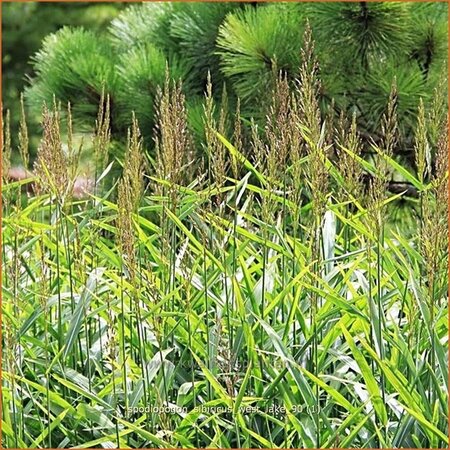 Spodiopogon sibiricus &#39;West Lake&#39;