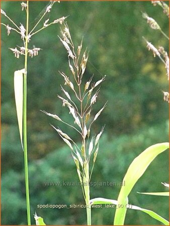 Spodiopogon sibiricus &#39;West Lake&#39;