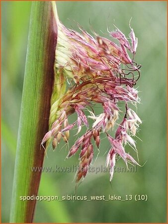 Spodiopogon sibiricus &#39;West Lake&#39;