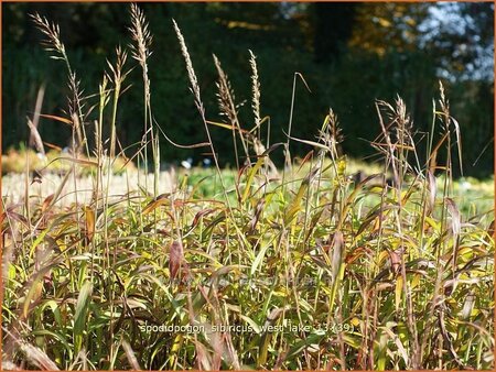 Spodiopogon sibiricus &#39;West Lake&#39;