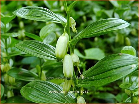 Polygonatum humile