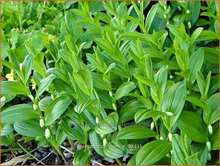 Polygonatum humile