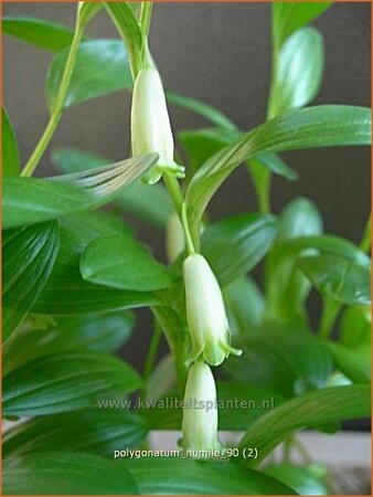 Polygonatum humile