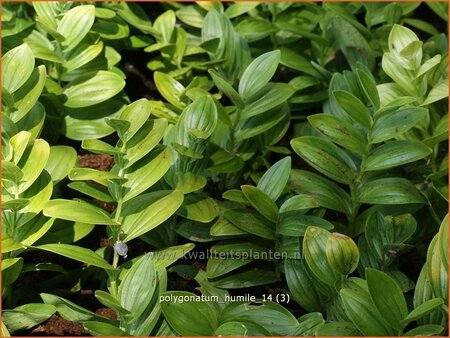 Polygonatum humile