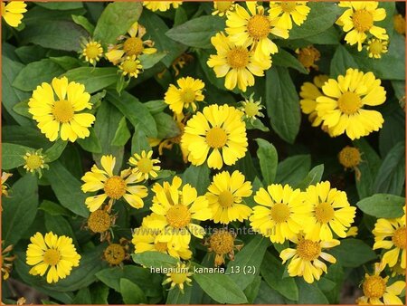 Helenium 'Kanaria'