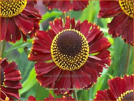 Helenium 'Ruby Tuesday'