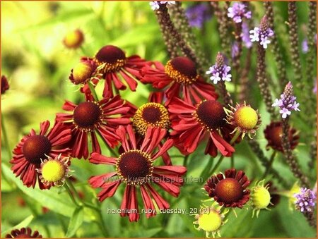 Helenium 'Ruby Tuesday'