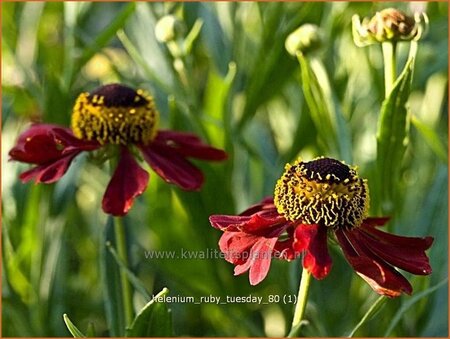 Helenium 'Ruby Tuesday'