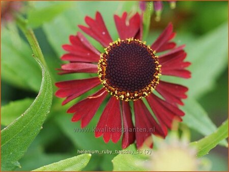 Helenium 'Ruby Tuesday'
