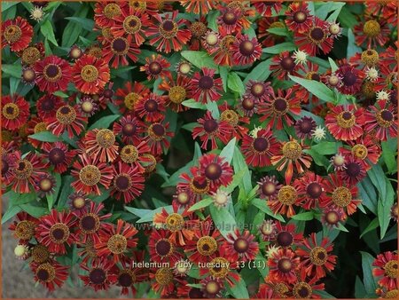 Helenium 'Ruby Tuesday'