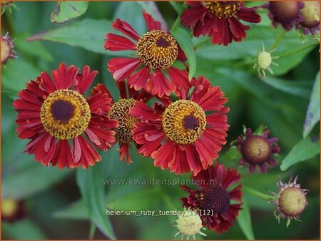Helenium 'Ruby Tuesday'