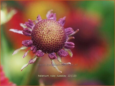Helenium 'Ruby Tuesday'