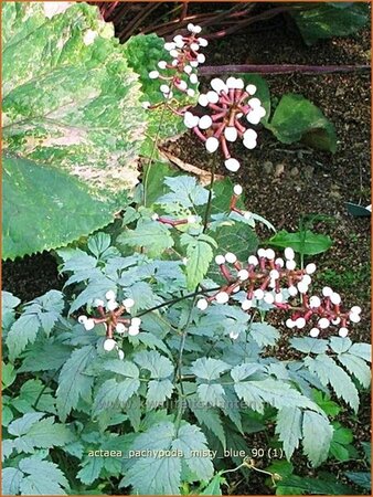 Actaea pachypoda &#39;Misty Blue&#39;