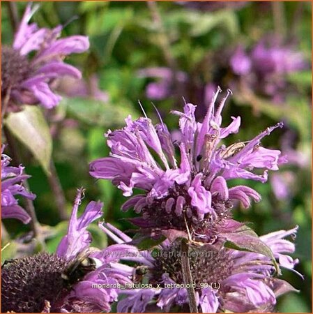 Monarda fistulosa x tetraploid