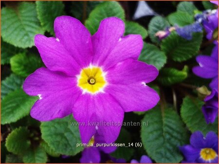 Primula &#39;Purpurkissen&#39;