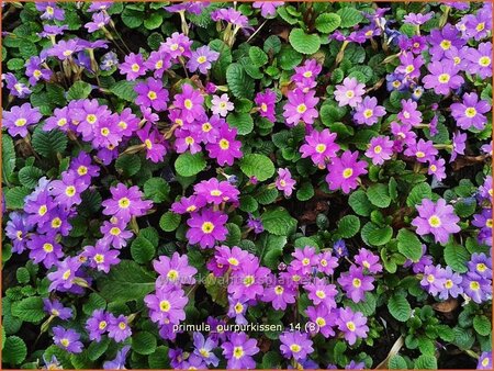 Primula &#39;Purpurkissen&#39;