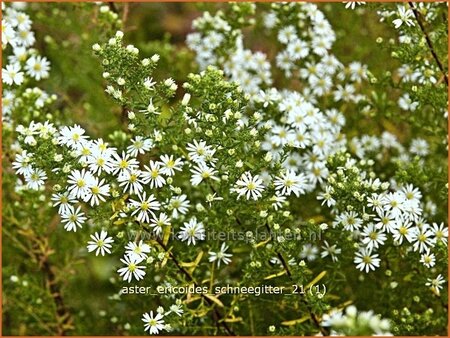 Aster ericoides &#39;Schneegitter&#39;