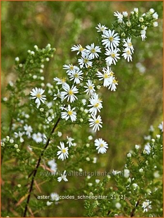 Aster ericoides &#39;Schneegitter&#39;