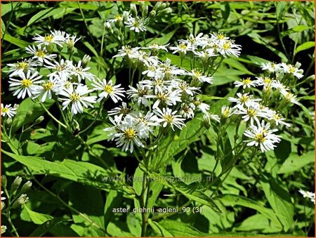 Aster glehnii &#39;Agleni&#39;