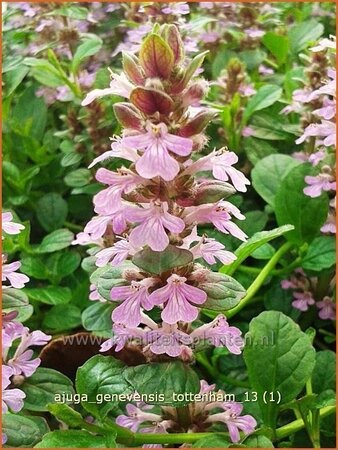 Ajuga genevensis 'Tottenham'