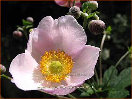 Anemone tomentosa &#39;Robustissima&#39;