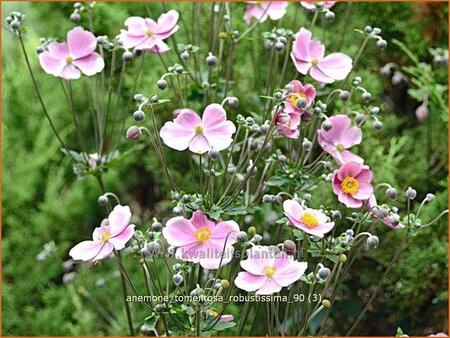 Anemone tomentosa &#39;Robustissima&#39;