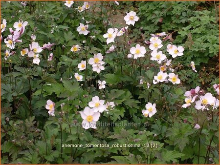 Anemone tomentosa &#39;Robustissima&#39;