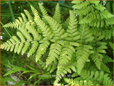 Dryopteris carthusiana