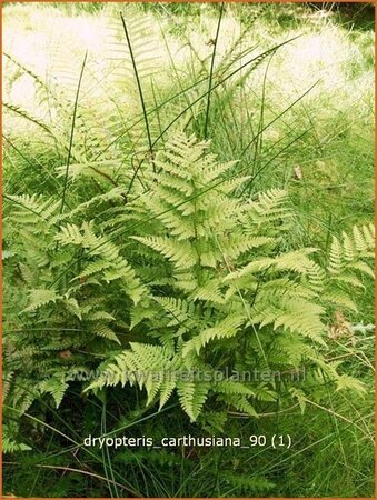 Dryopteris carthusiana