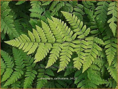 Dryopteris carthusiana