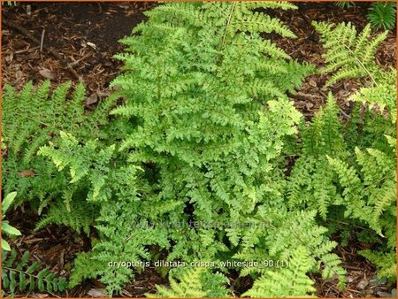 Dryopteris dilatata &#39;Crispa Whiteside&#39;