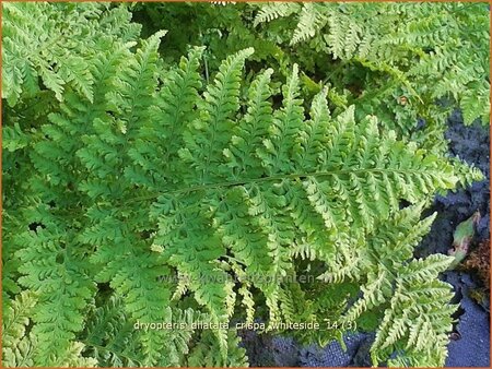 Dryopteris dilatata &#39;Crispa Whiteside&#39;