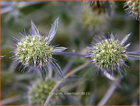 Eryngium tripartitum