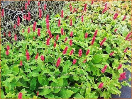 Persicaria amplexicaulis &#39;JS Calor&#39;