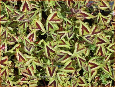 Persicaria microcephala &#39;Purple Fantasy&#39;