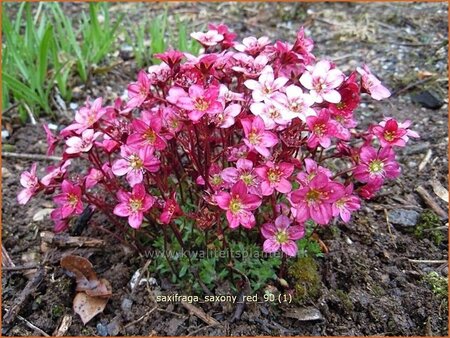 Saxifraga &#39;Saxony Red&#39;