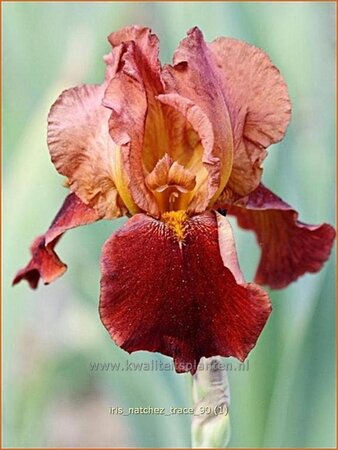 Iris germanica &#39;Natchez Trace&#39;