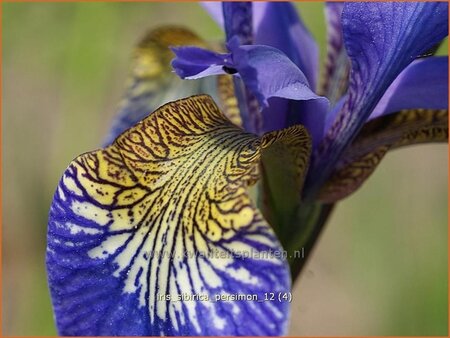 Iris sibirica &#39;Persimmon&#39;