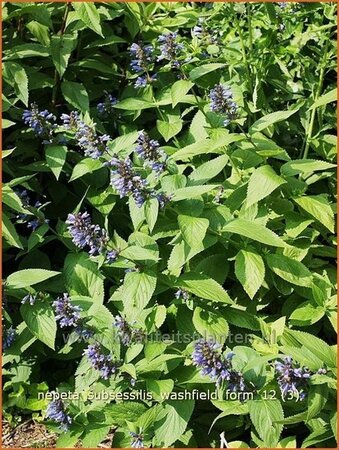 Nepeta subsessilis &#39;Washfield&#39;