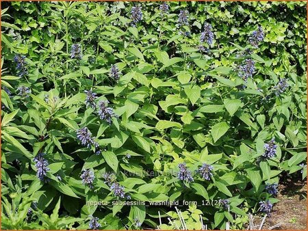 Nepeta subsessilis &#39;Washfield&#39;