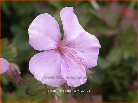 Geranium dalmaticum