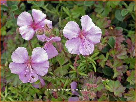 Geranium dalmaticum
